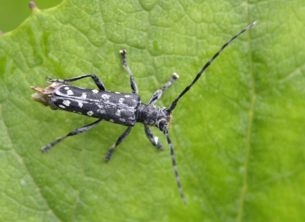 Saperda scalaris (scolorita) - Cerambycidae